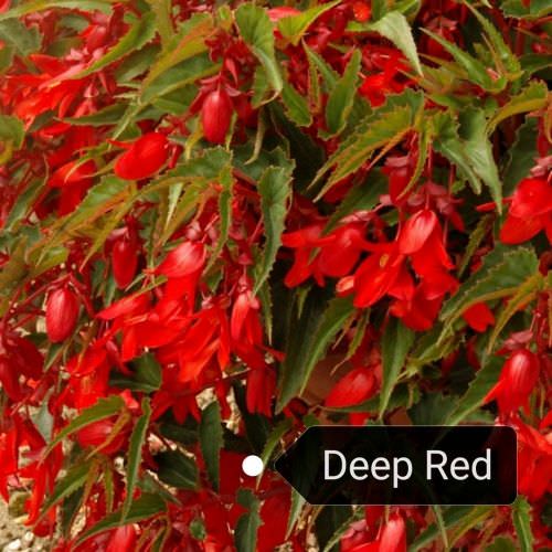 Bégonia Summerwings Deep Red