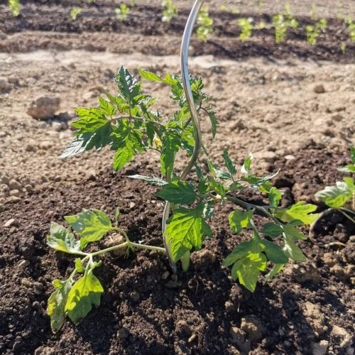 Nos plants de légumes chez les vergers de la Famille Frumholtz