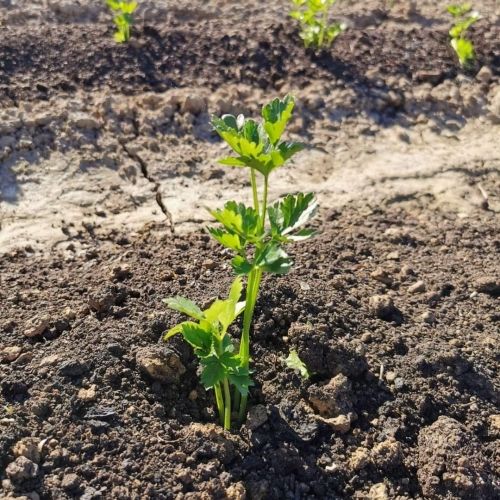 Nos plants de légumes chez les vergers de la Famille Frumholtz