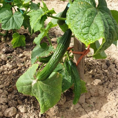 Nos plants de légumes chez les vergers de la Famille Frumholtz