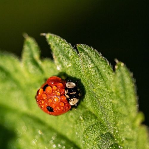 L'ortie une bonne alliée pour le jardin