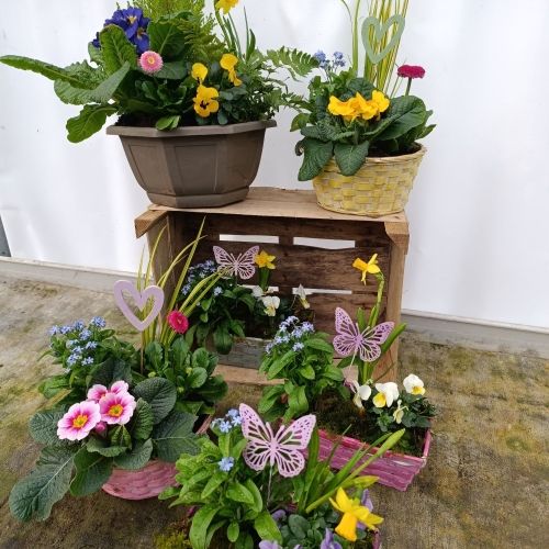 Les fleurs de printemps sont disponibles à la vente