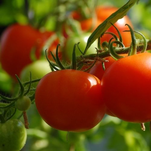 La plantation des tomates