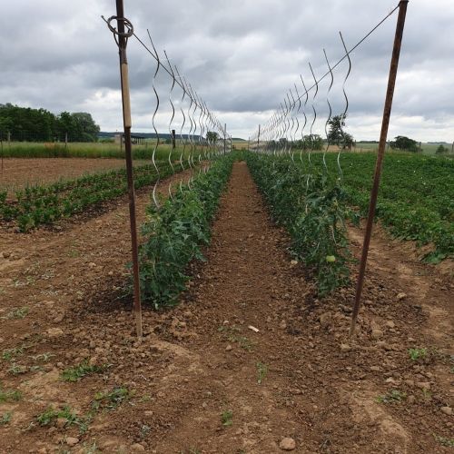 Nos plants de légumes chez les vergers de la Famille Frumholtz