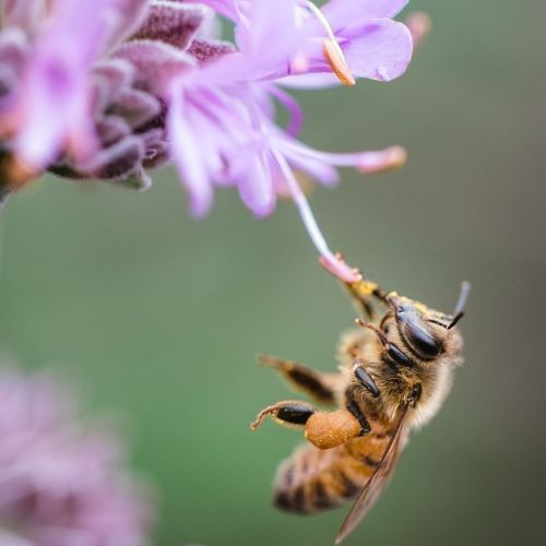 La semaine des fleurs pour les abeilles