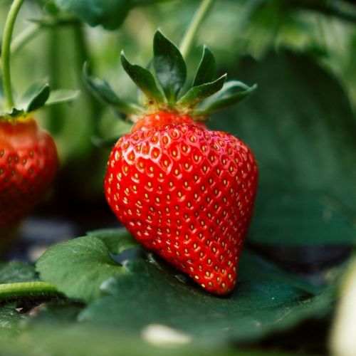 Conseils pour la plantation des fraisiers
