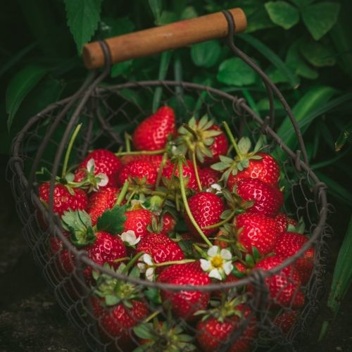 Les différents types de fraisiers