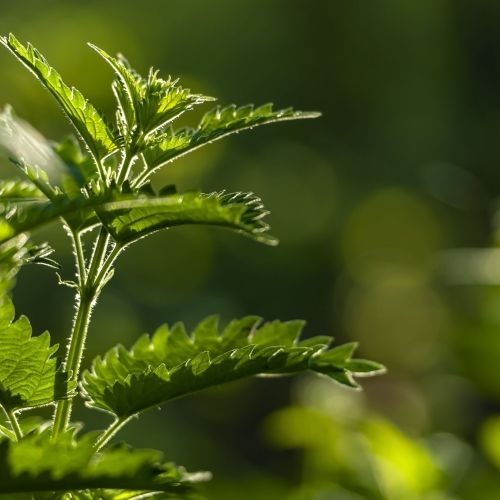 L'ortie une bonne alliée pour le jardin