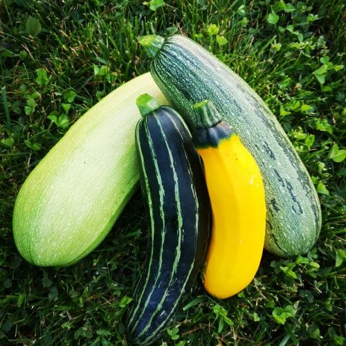 Comment cultiver les courgettes ?