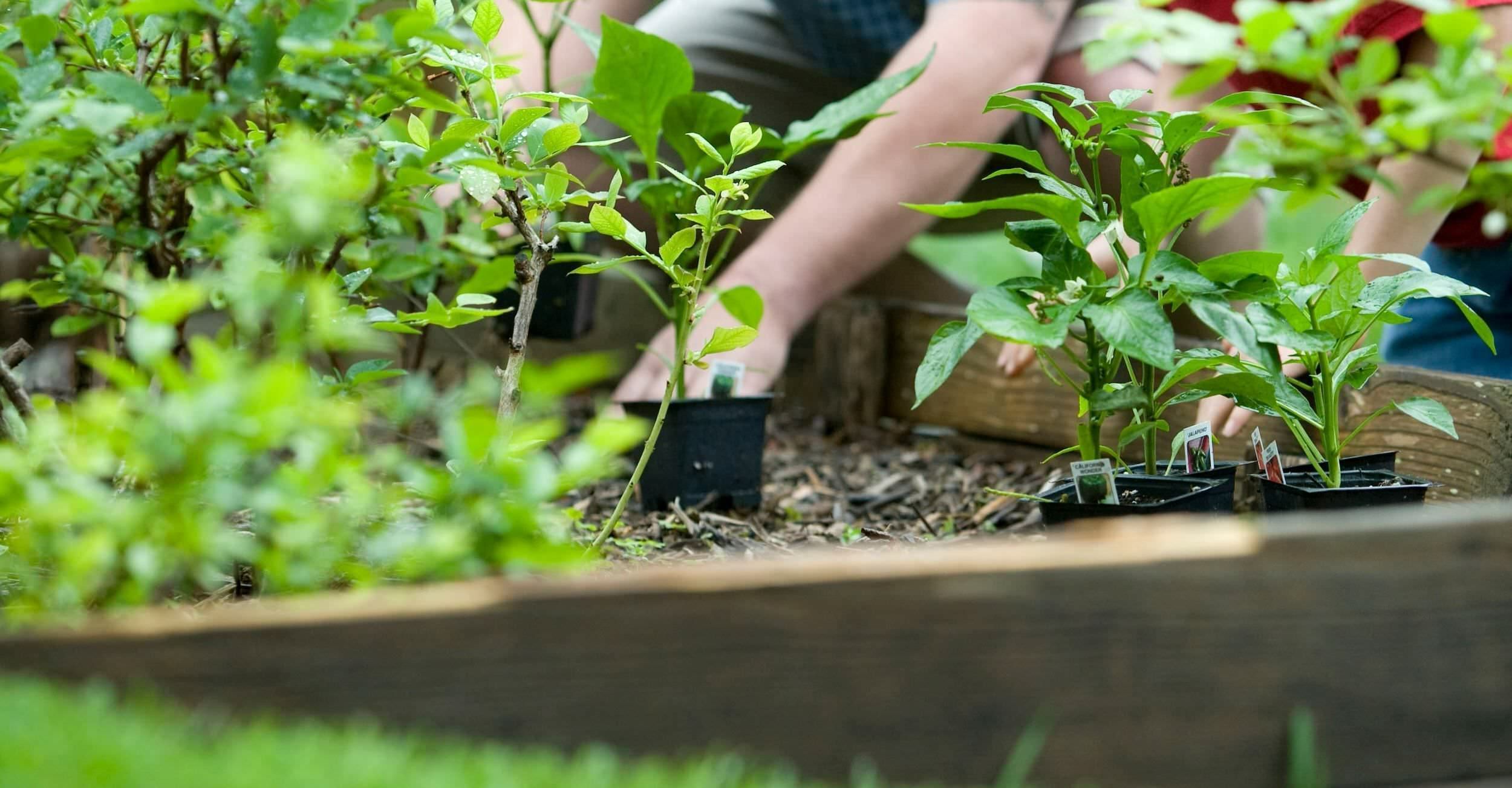 Horticulture Litzenburger