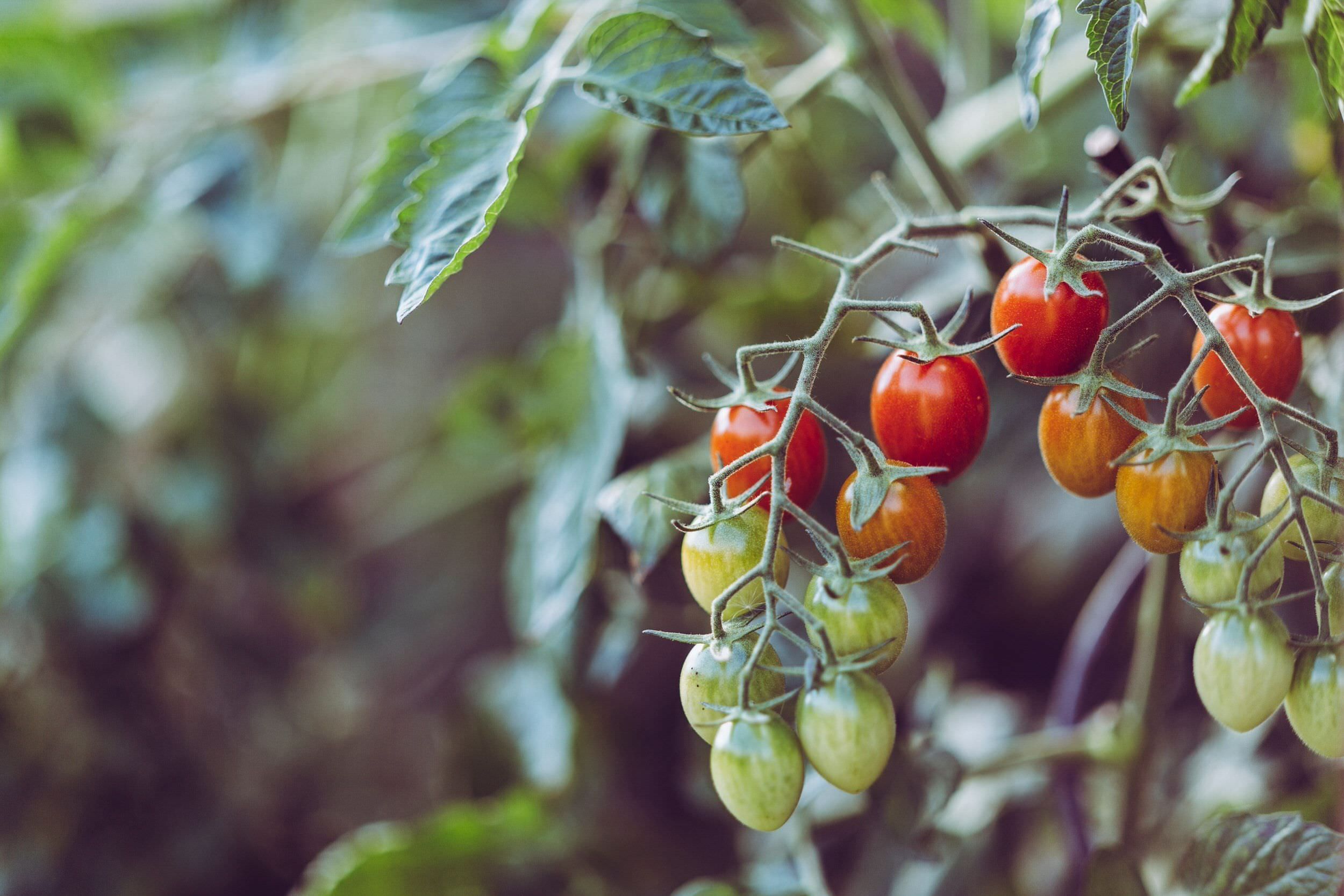 Horticulture Litzenburger