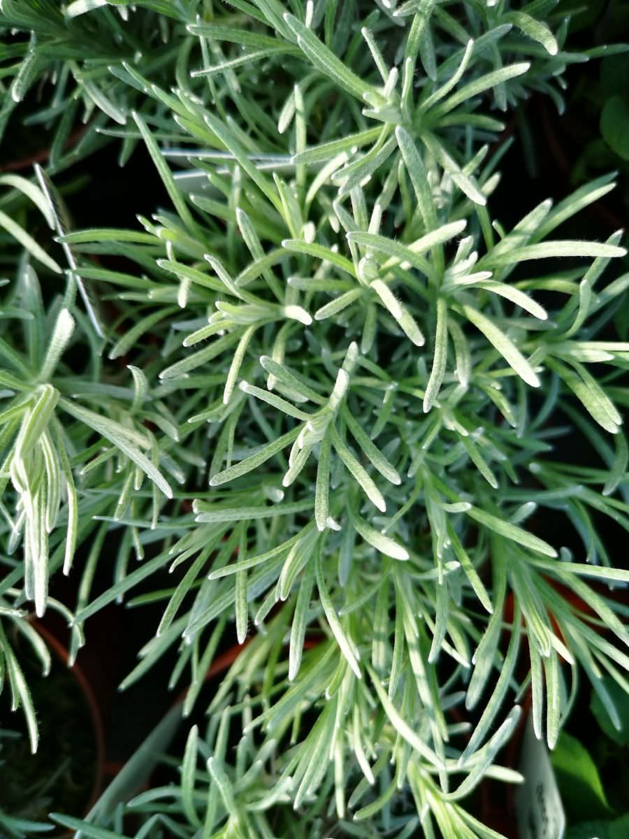 Plante curry Helichrysum italicum