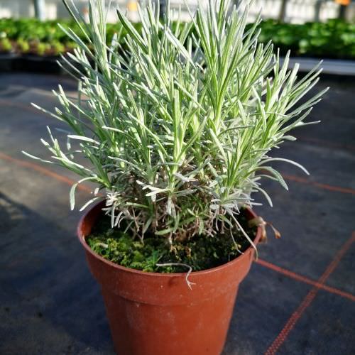 Plante curry Helichrysum italicum