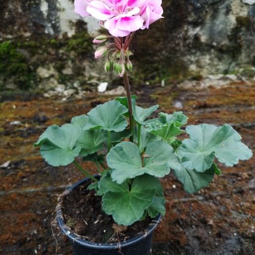 Géranium Zonal Savanah Lavender Splash