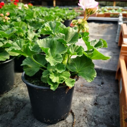 Géranium Zonal Vanille Fraise