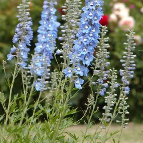 Delphinium Light Blue White Bee