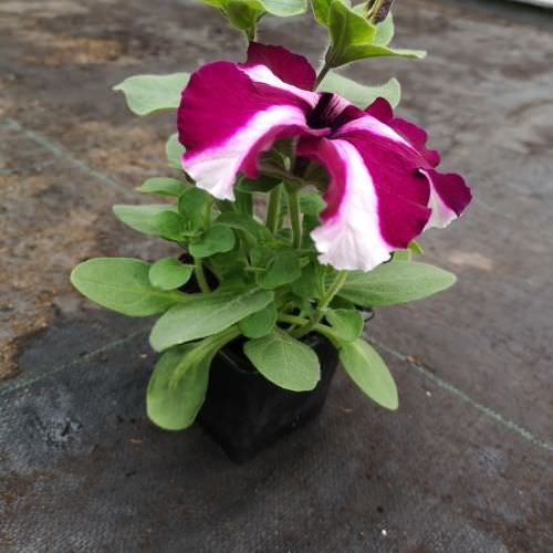 Pétunia étoilé