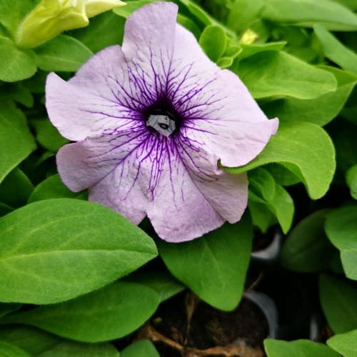 Pétunia