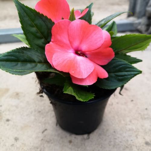 Impatiens Sunpatiens