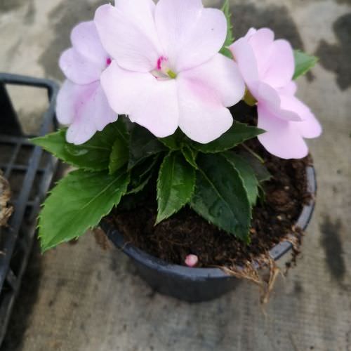 Impatiens Sunpatiens