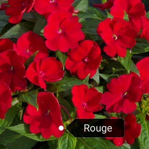 Impatiens Sunpatiens