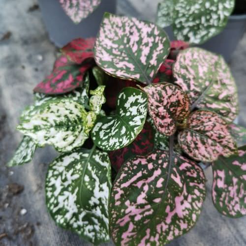 Hypoestes trio