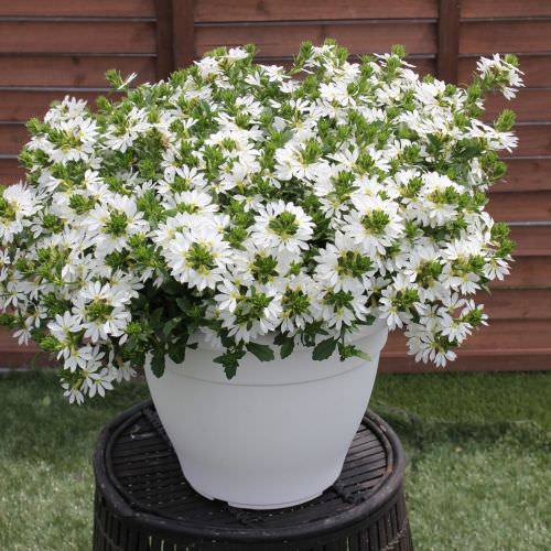 Scaevola Blanc