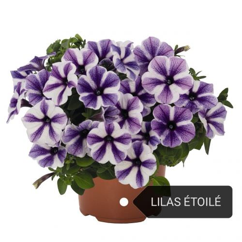 Potunia semi-retombant lilas étoilé