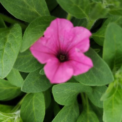 Pétunia semi-retombant Mini Vista pink