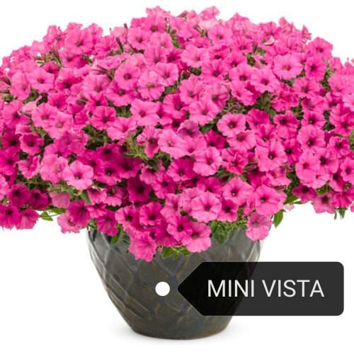 Pétunia semi-retombant Mini Vista pink
