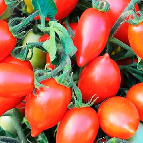 Tomate de balcon Plumbrella Red