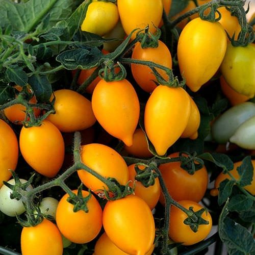 Tomate de balcon Plumbrella golden orange