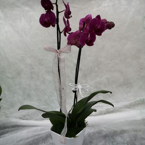 Orchidée Phalaenopsis ton violet rose