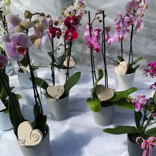 Orchidée Phalaenopsis ton violet rose