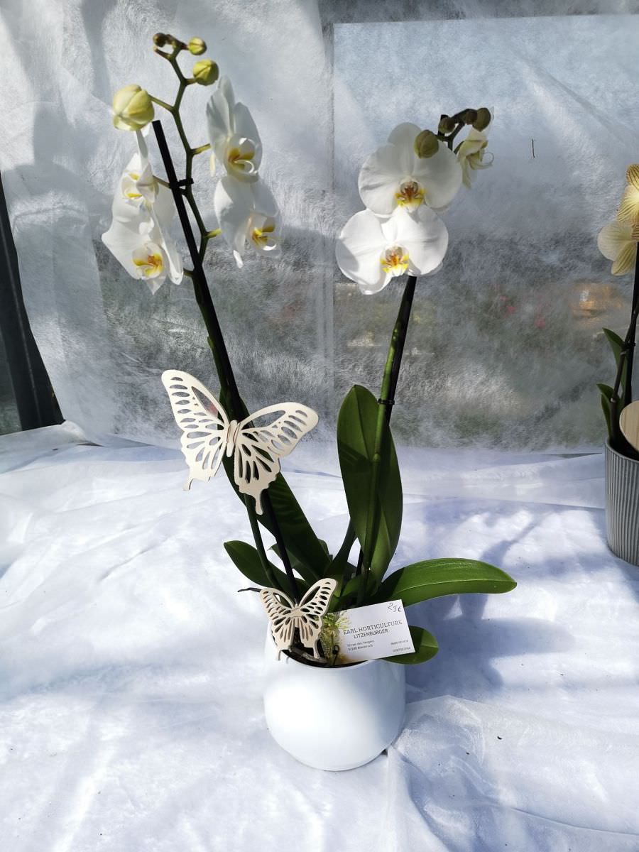 orchidée Phaleaopsis blanche avec papillions