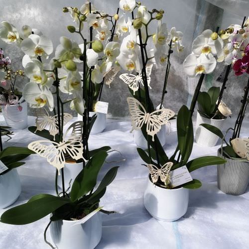 orchidée Phaleaopsis blanche avec papillions