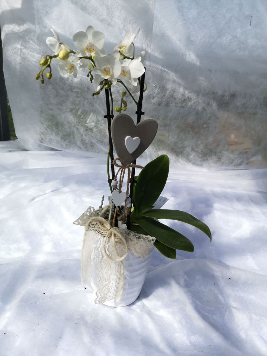 Orchidée mini fleurs blanches dans cache pot blanc
