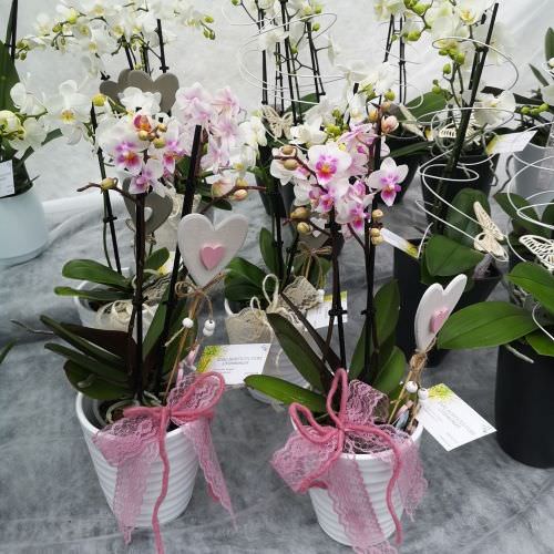 Orchidée mini fleurs blanches dans cache pot blanc