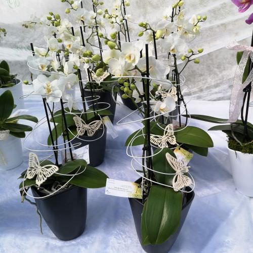 Orchidée fleurs moyenne avec cache pot noir