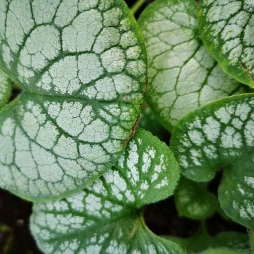 Brunnera macrophylla 'Jack Frost'