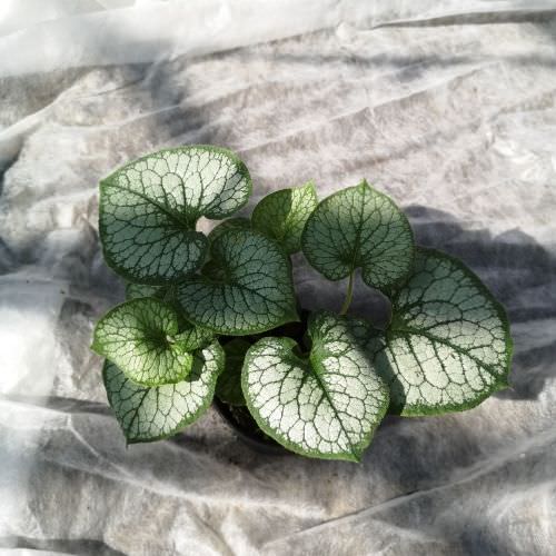 Brunnera macrophylla 'Jack Frost'