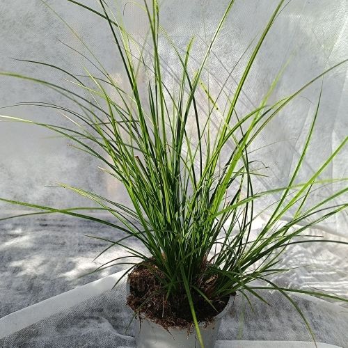 Carex brunnea green