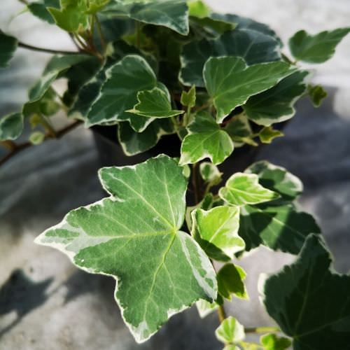 Hedera 'Glacier'