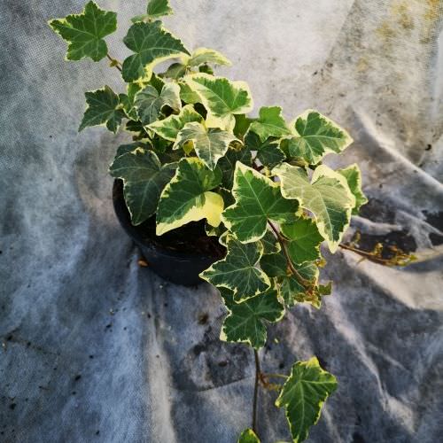 Hedera 'Yellow Ripple'