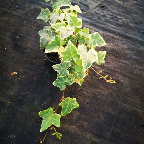 Hedera 'Yellow Ripple'