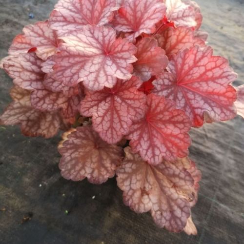 Heuchera 'Beautyful Dancer'