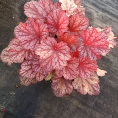 Heuchera 'Beautyful Dancer'