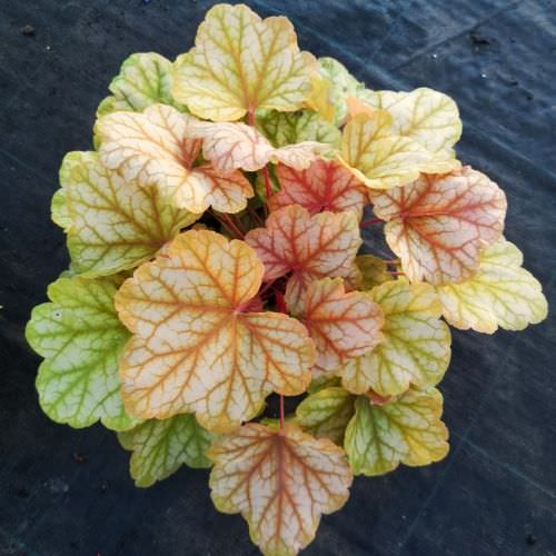 Heuchera 'Champagne'