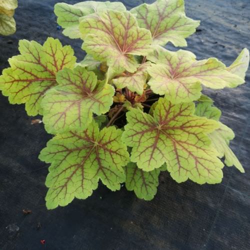 Heuchera 'Electra'