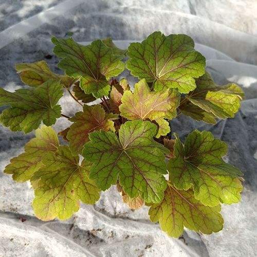 Heuchera 'Electra'